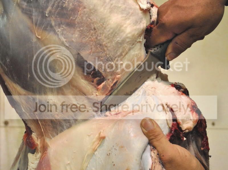 Deer-1.jpg