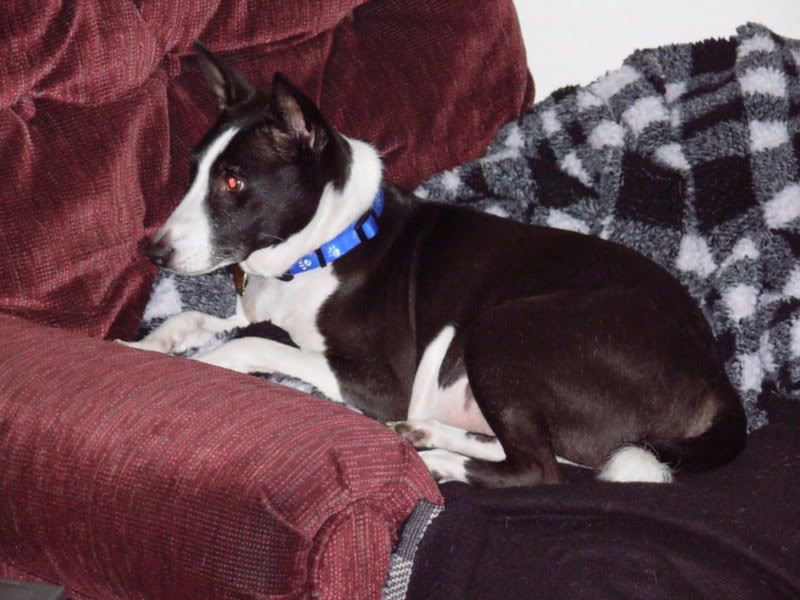 pets014.jpg