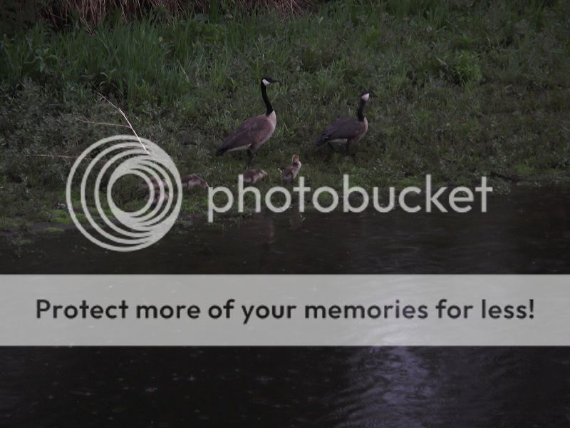 Geese2.jpg