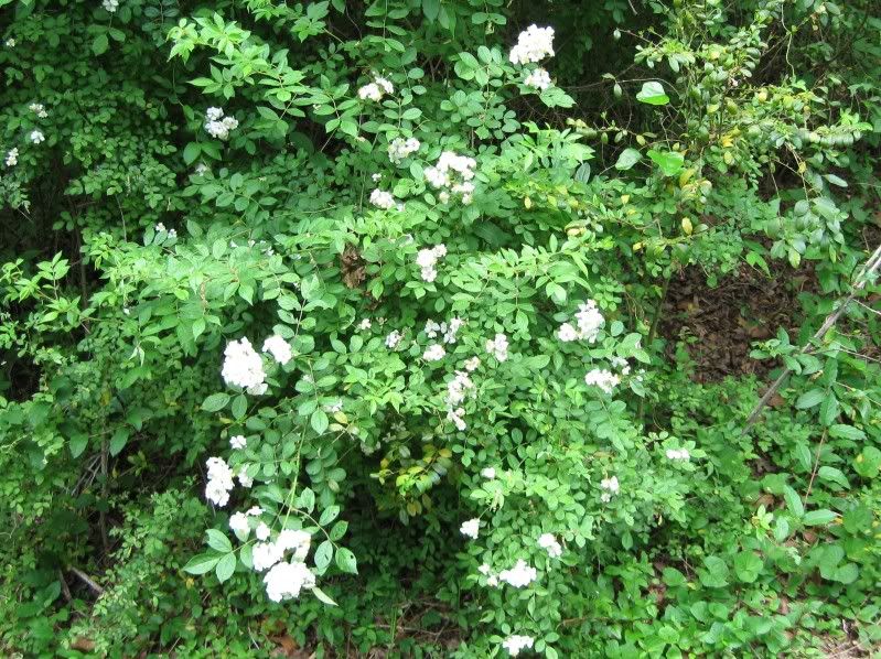 Blackberries-3.jpg