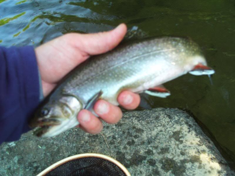 HeltonCreekMemorialWeekend005.jpg