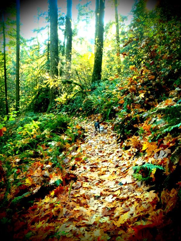 GoldStreamSalmonRun2012019.jpg
