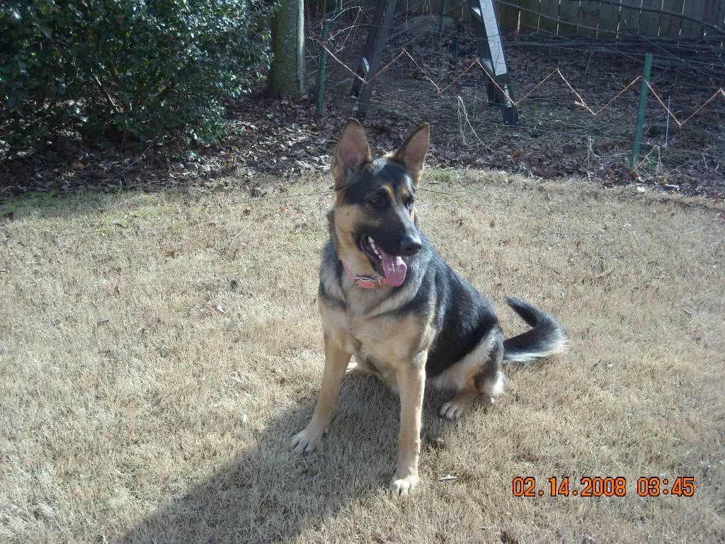 knivesanddogs001.jpg