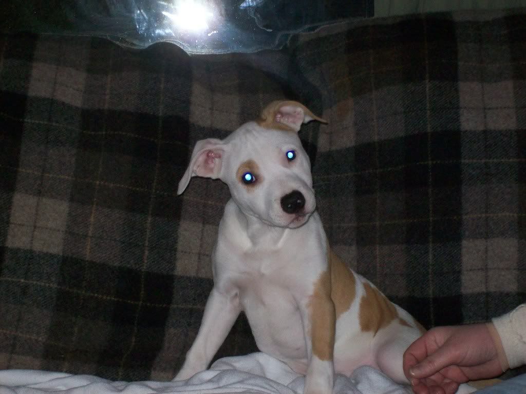 puppy001.jpg