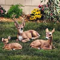 deer.jpg