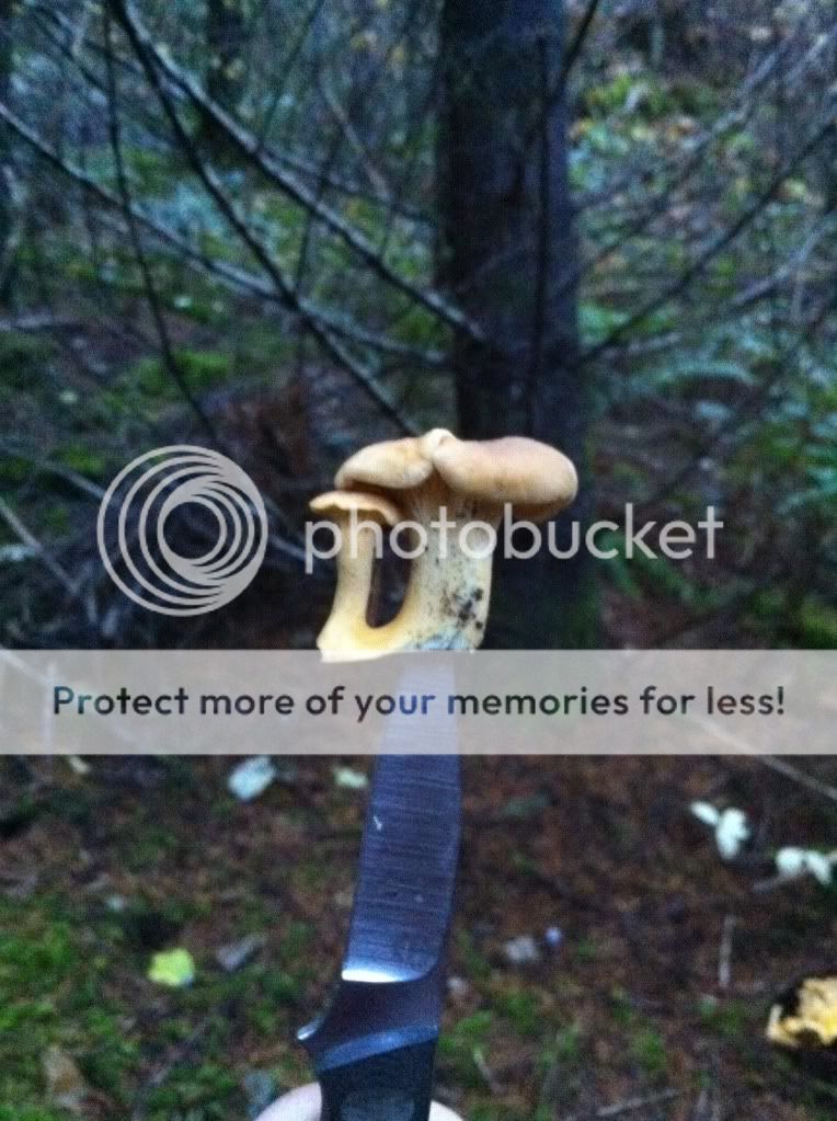 Mushroom6.jpg