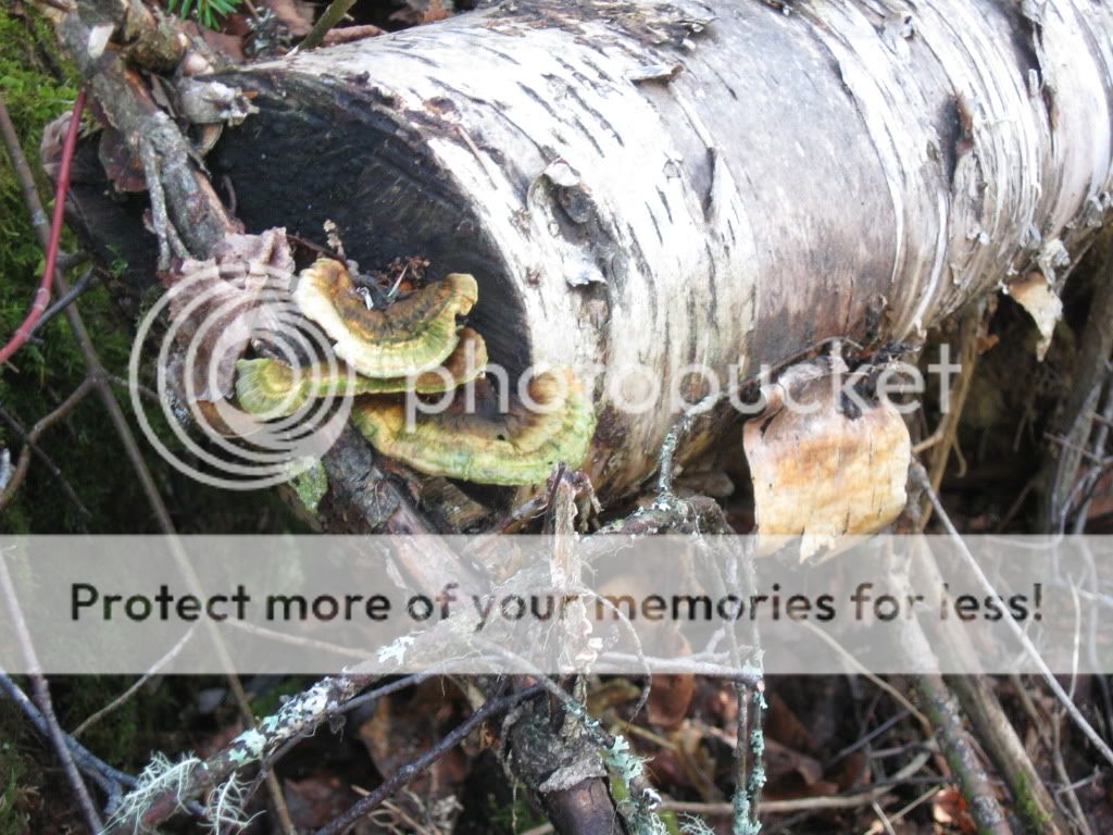 fungi8.jpg