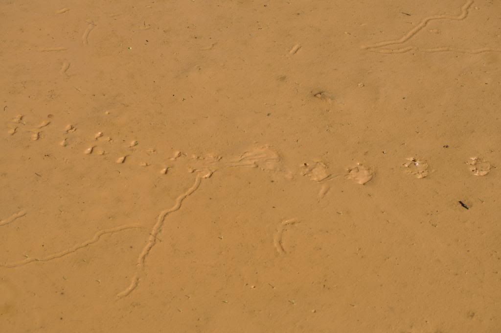 DSC_0549.jpg