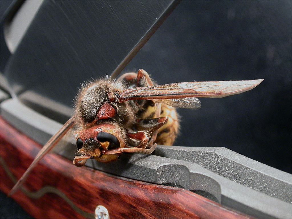 waspmn.jpg