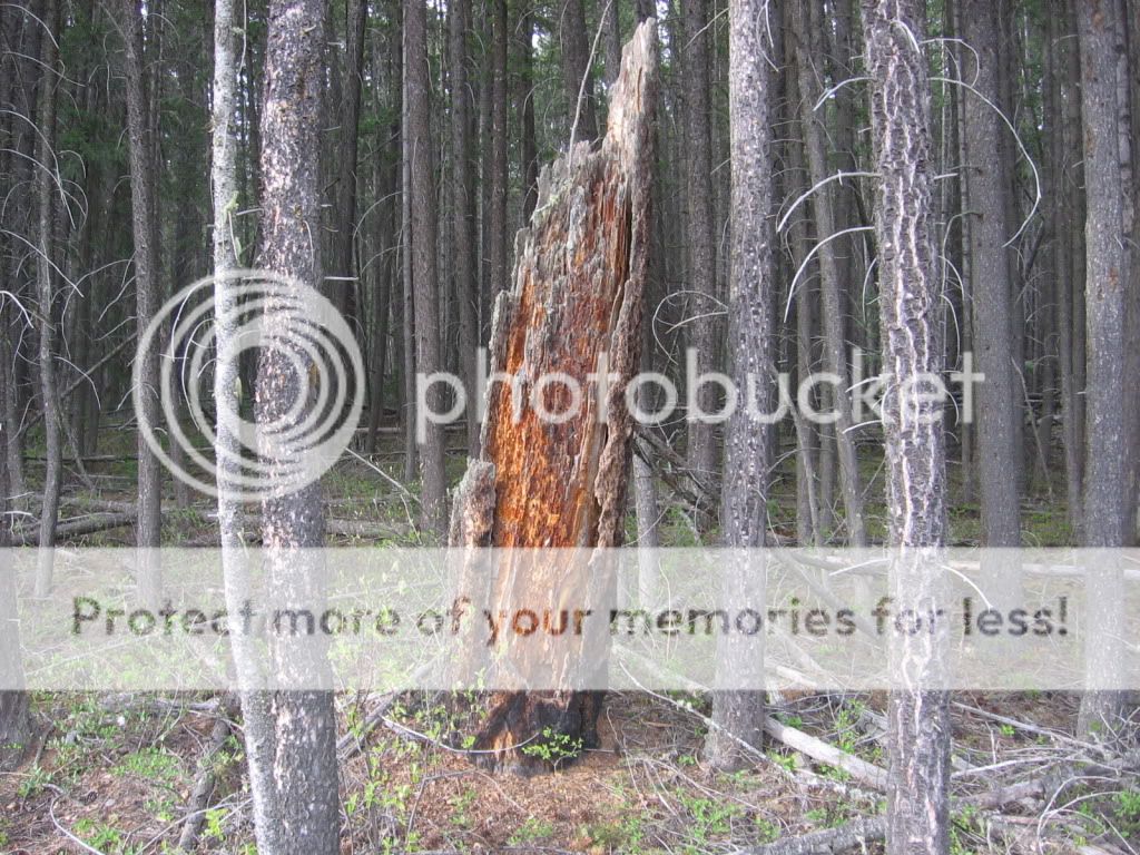 giantfatwoodstump.jpg