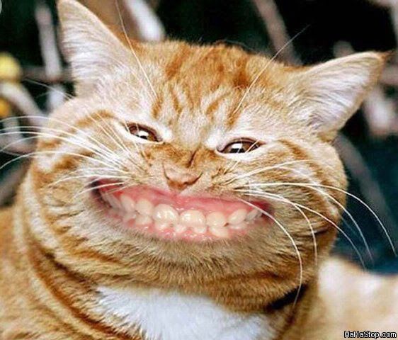 Cat_Smiling_zpsede6g4oc.jpg