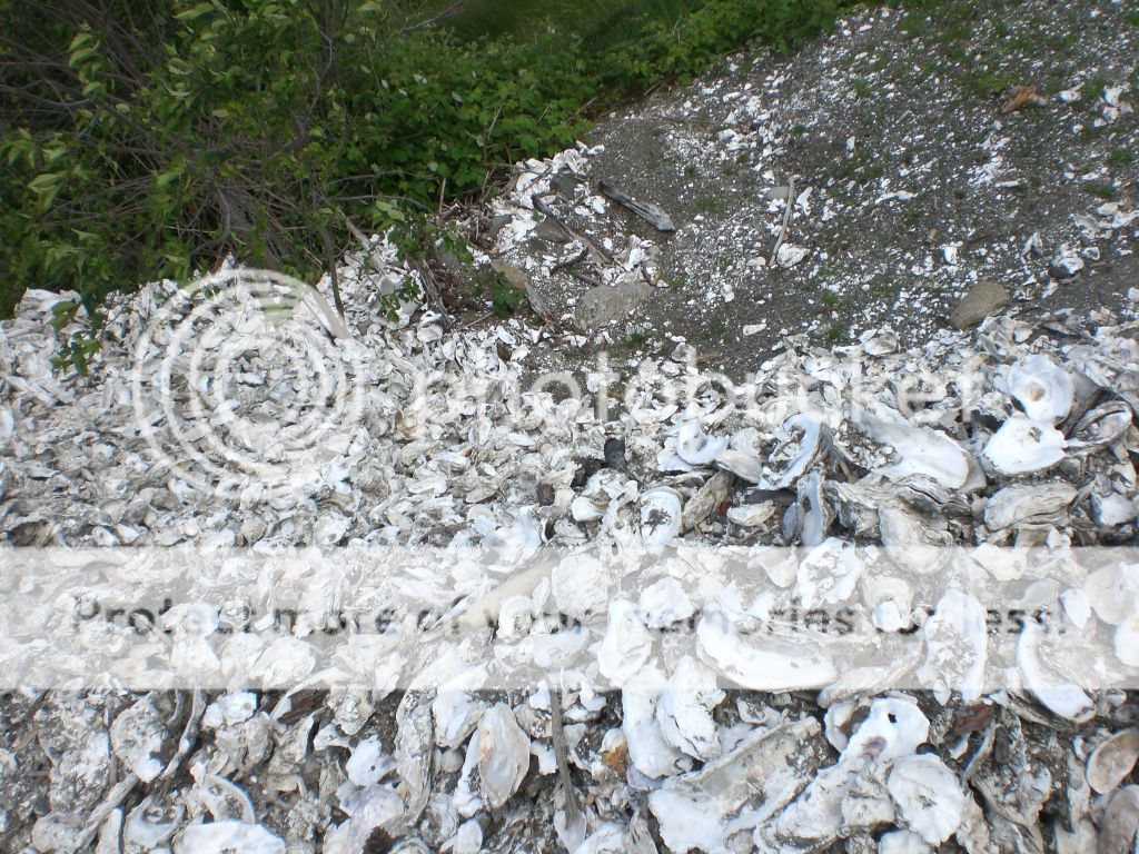 CIMG2664.jpg