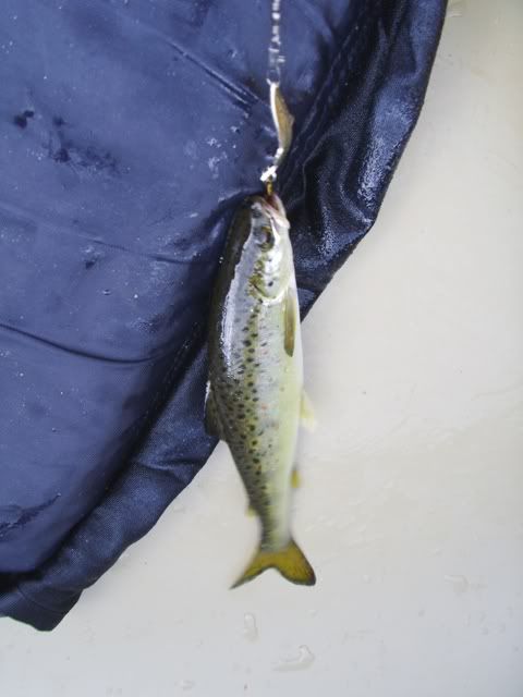 PICT0351.jpg