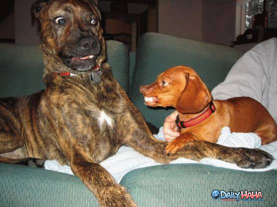 confused_dog.jpg