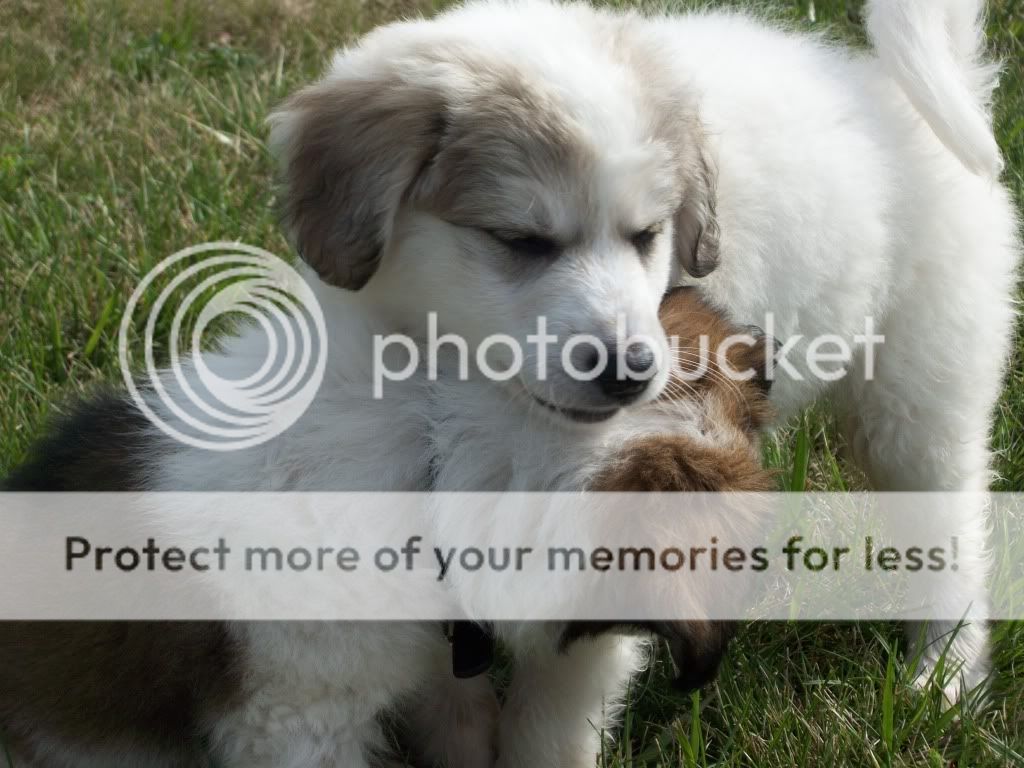 puppies024.jpg