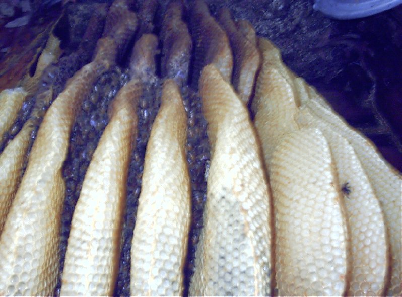 bees2.jpg