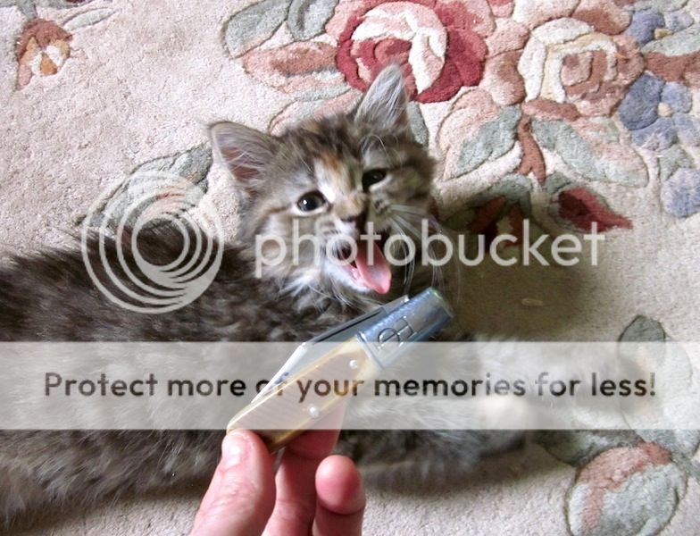 IMG_0343.jpg~original