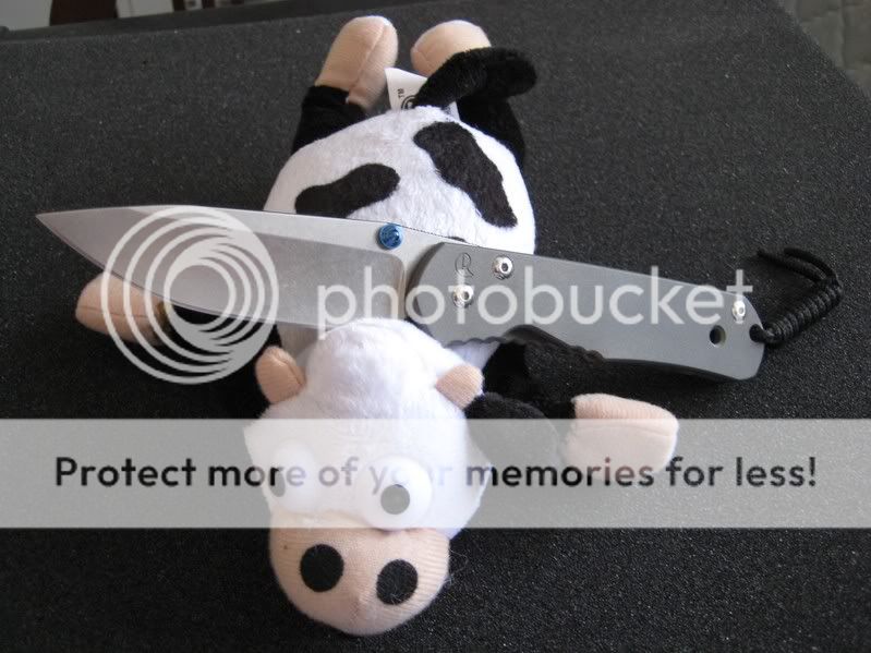 sebbiewithflyingcow002.jpg