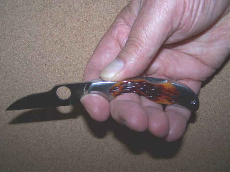 kiwi_in_hand_1.jpg
