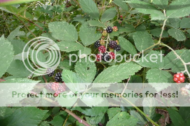 Blackberries1.jpg