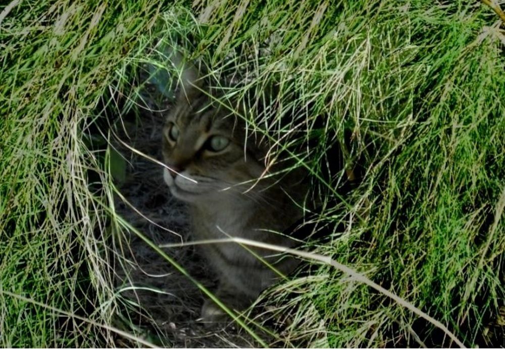 SneakyCat_zps8use789x.jpg~original