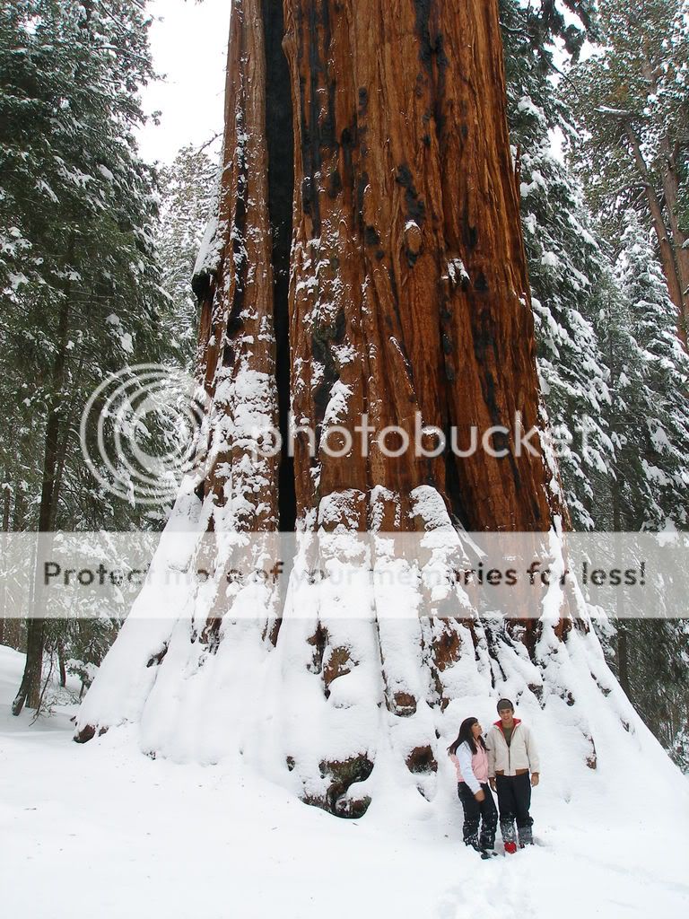 GiantForest2-7-09027.jpg
