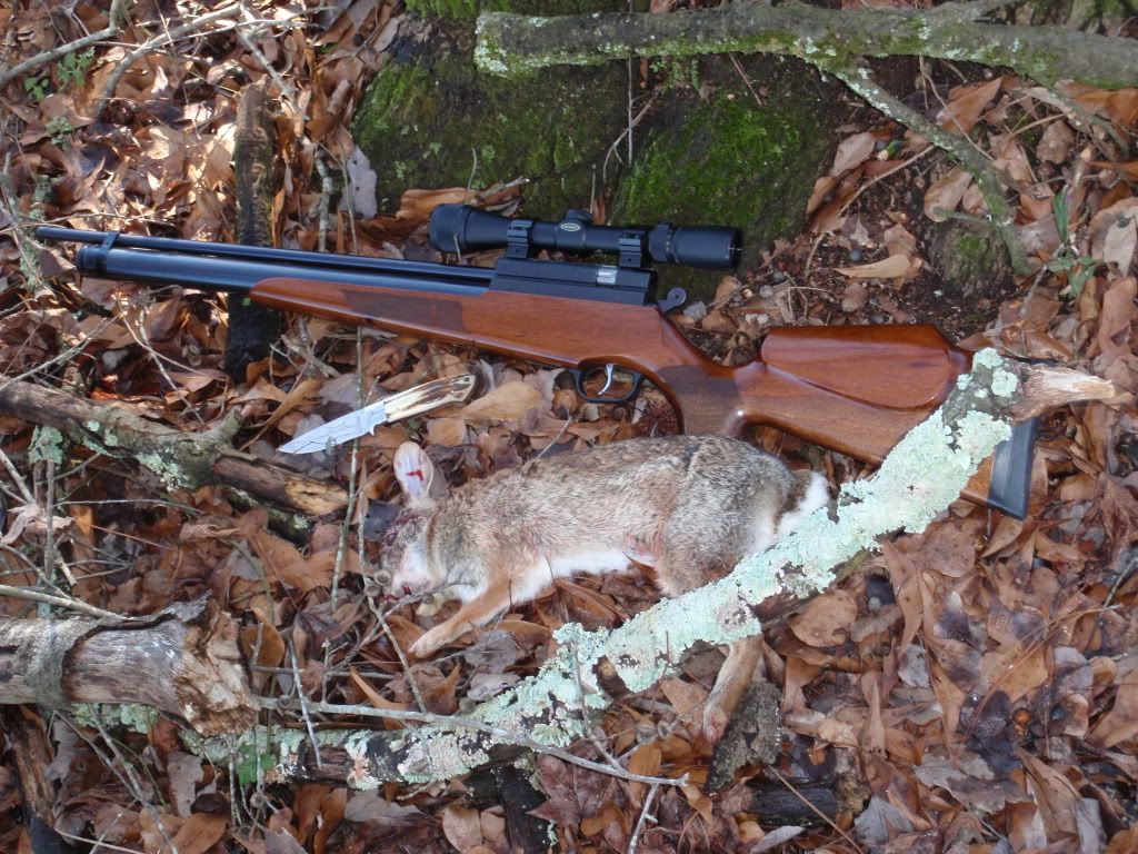 Rabbit2of2012-20131.jpg