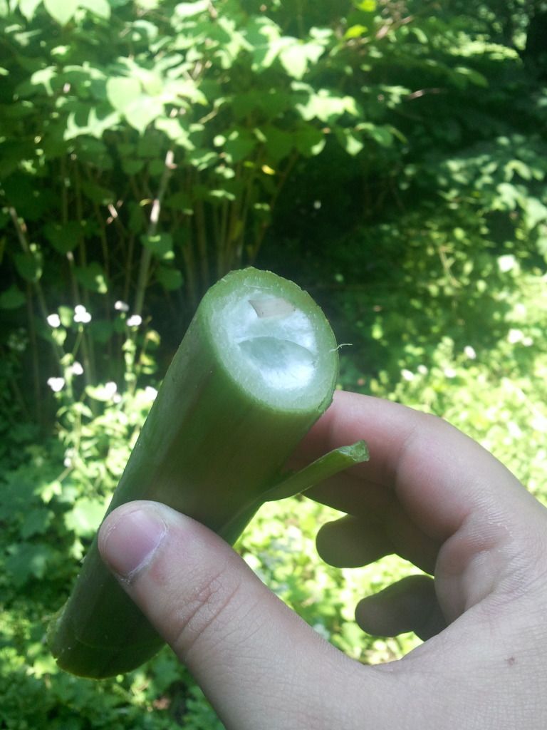 2012-05-28124437.jpg