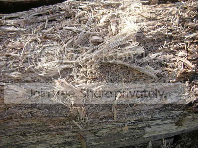 Rottenwoodfibres.jpg