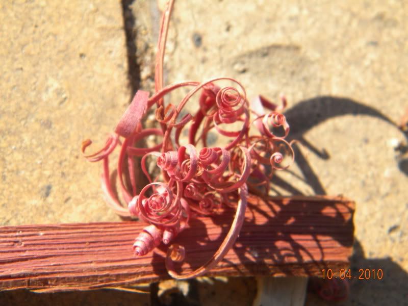 DSCN2899.jpg