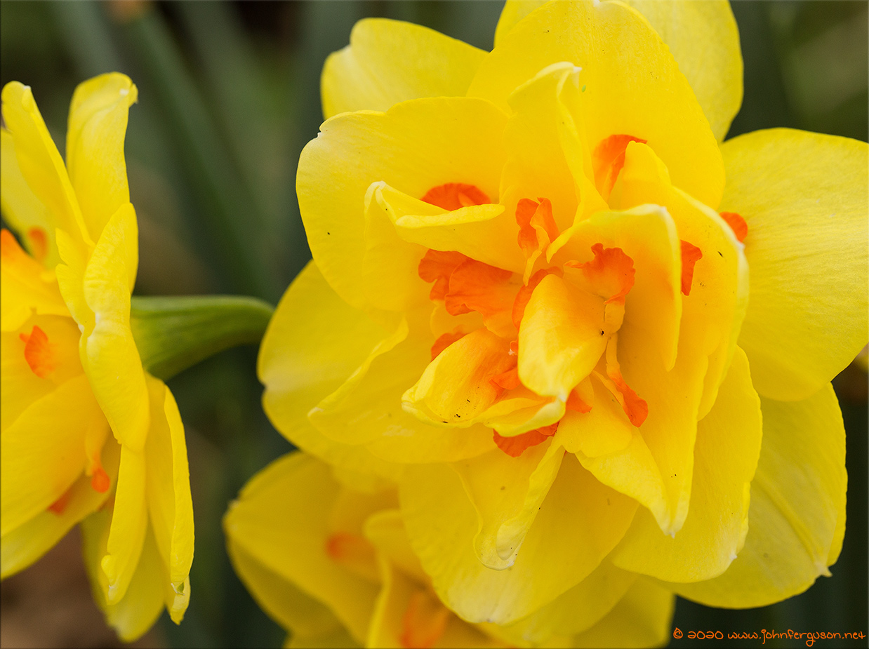 flower-5.jpg
