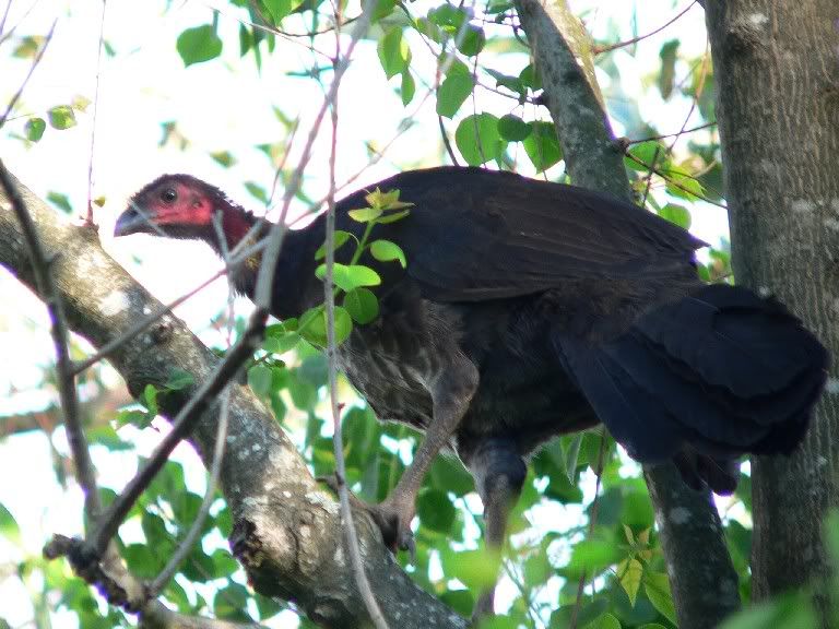WildTurkey4.jpg