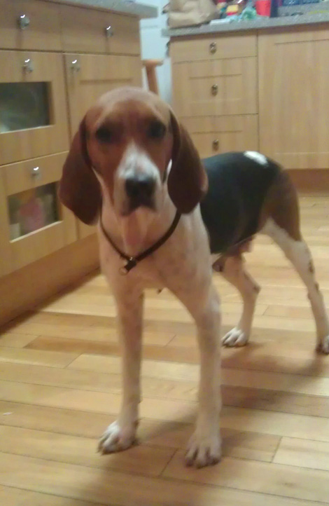 3yr_foxhound_111213.jpg