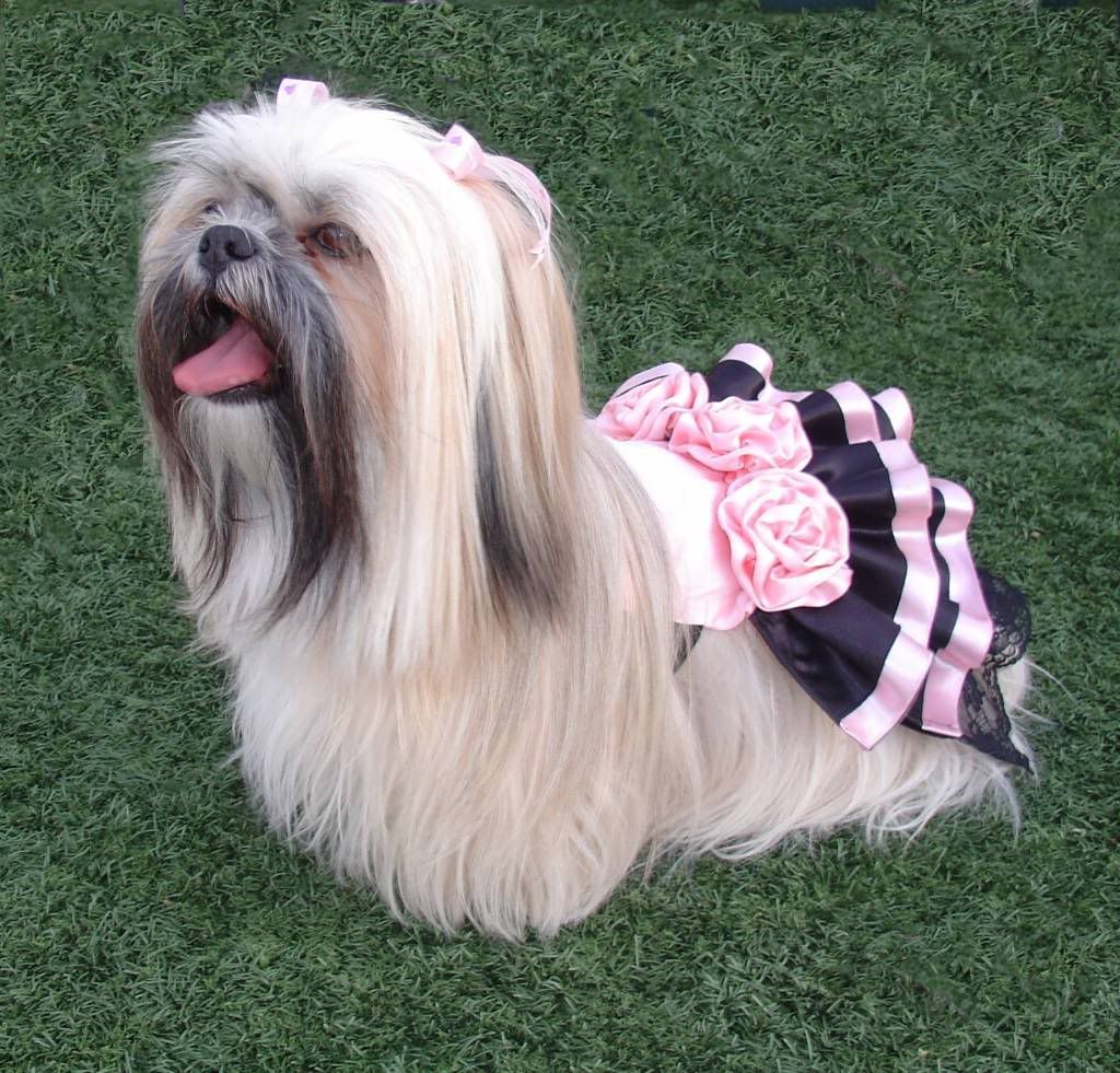 SophieSexandTheCityDress101709.jpg