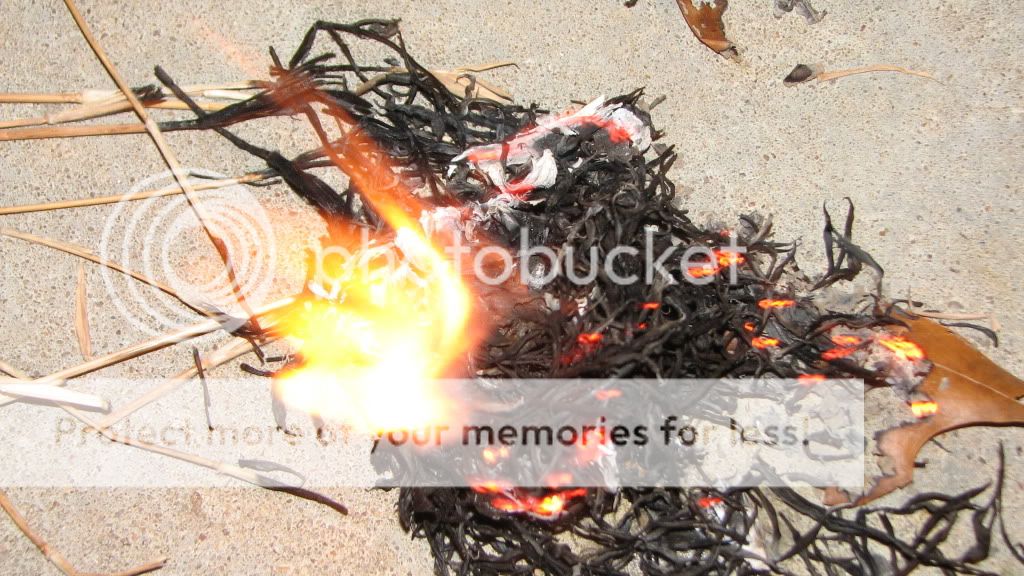 IMG_2222.jpg