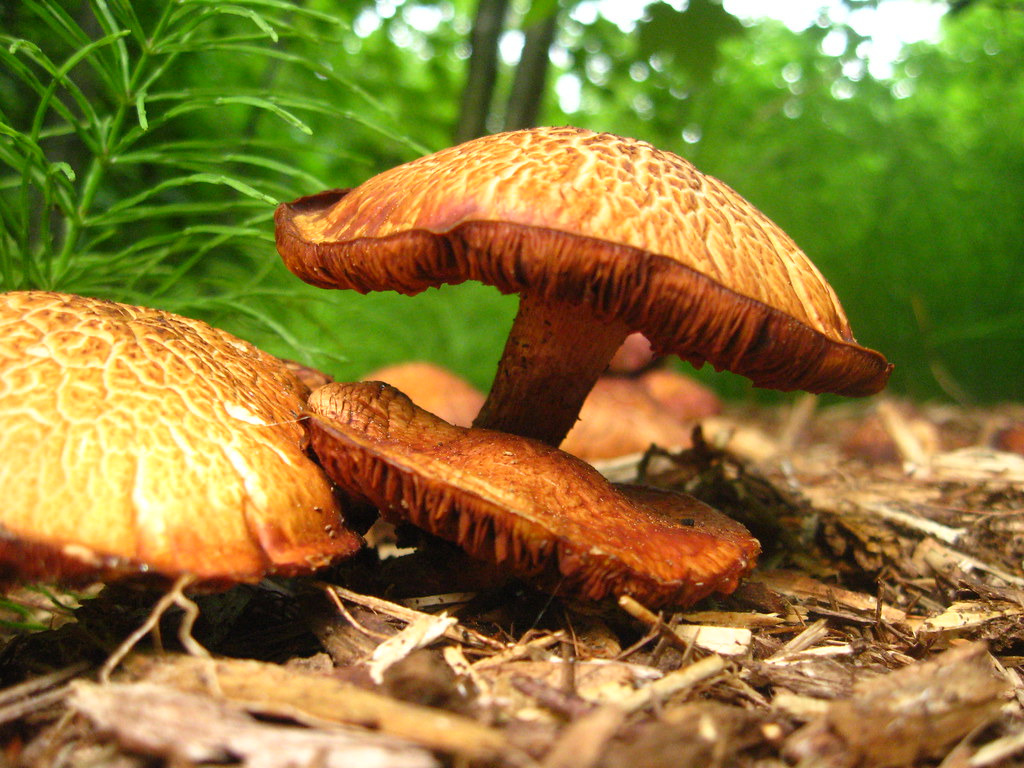 4110925969_d10c3e7283_b.jpg