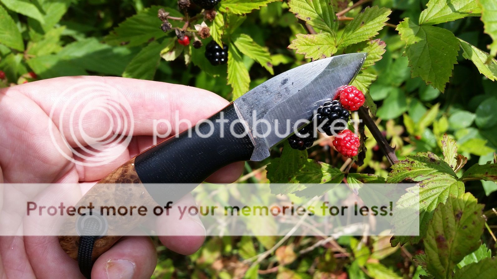 blackberries2015_2.jpg