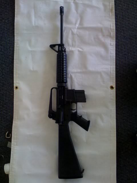 colt2.jpg
