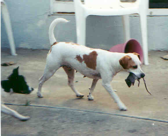 ratdog.jpg