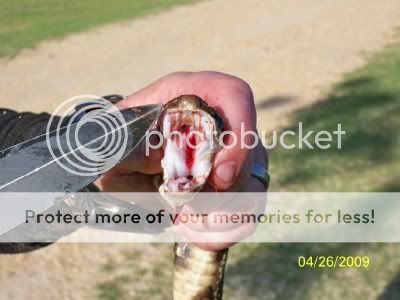 snake7.jpg