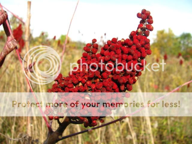 OctoberHike061.jpg