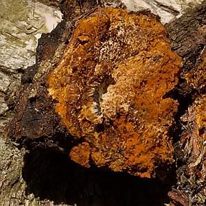 Inonotusobliquus3.jpg