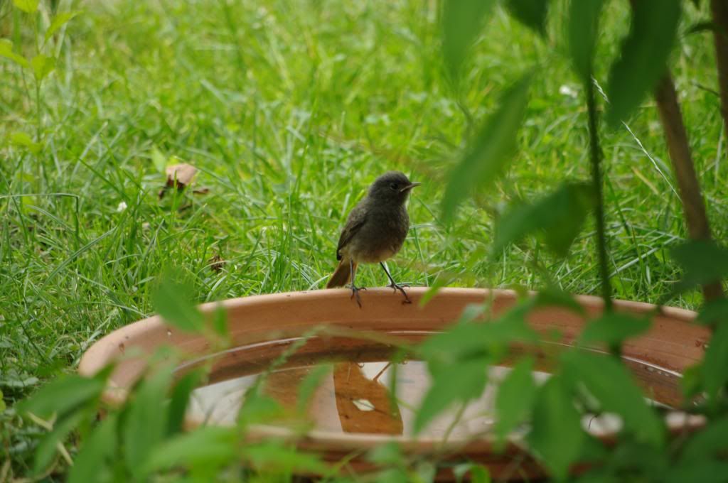 IMGP8990_zpsa6d4dc74.jpg