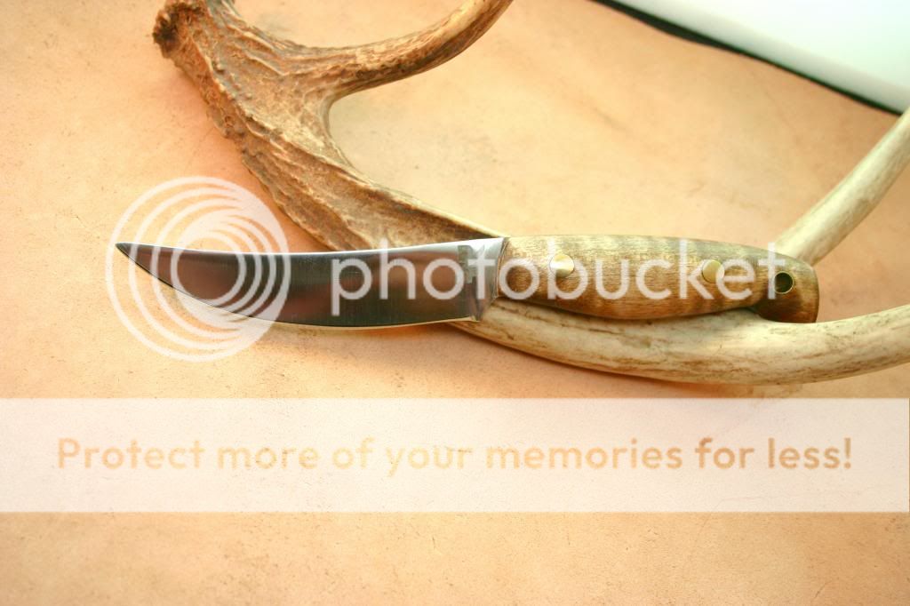 IMG_4266_1_zpsfb2bcb87.jpg