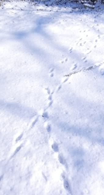 rabbit2.jpg