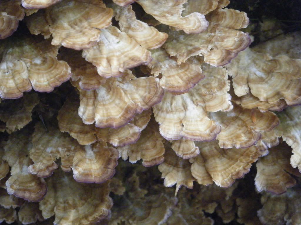 DSCF0380.jpg