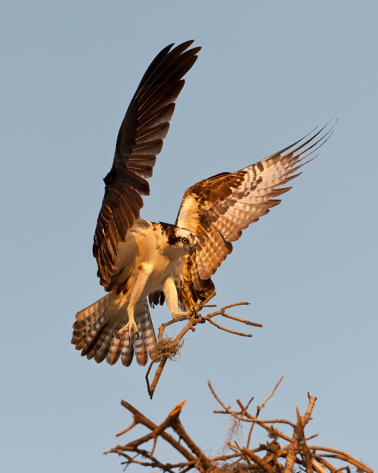 Osprey%20Nest%20Building-3-XL.jpg