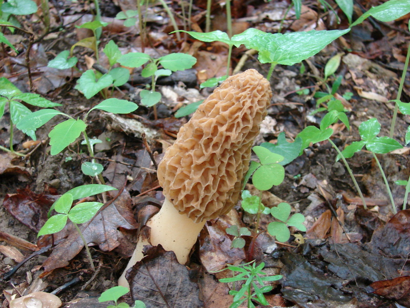 morel_mushroom_44.JPG
