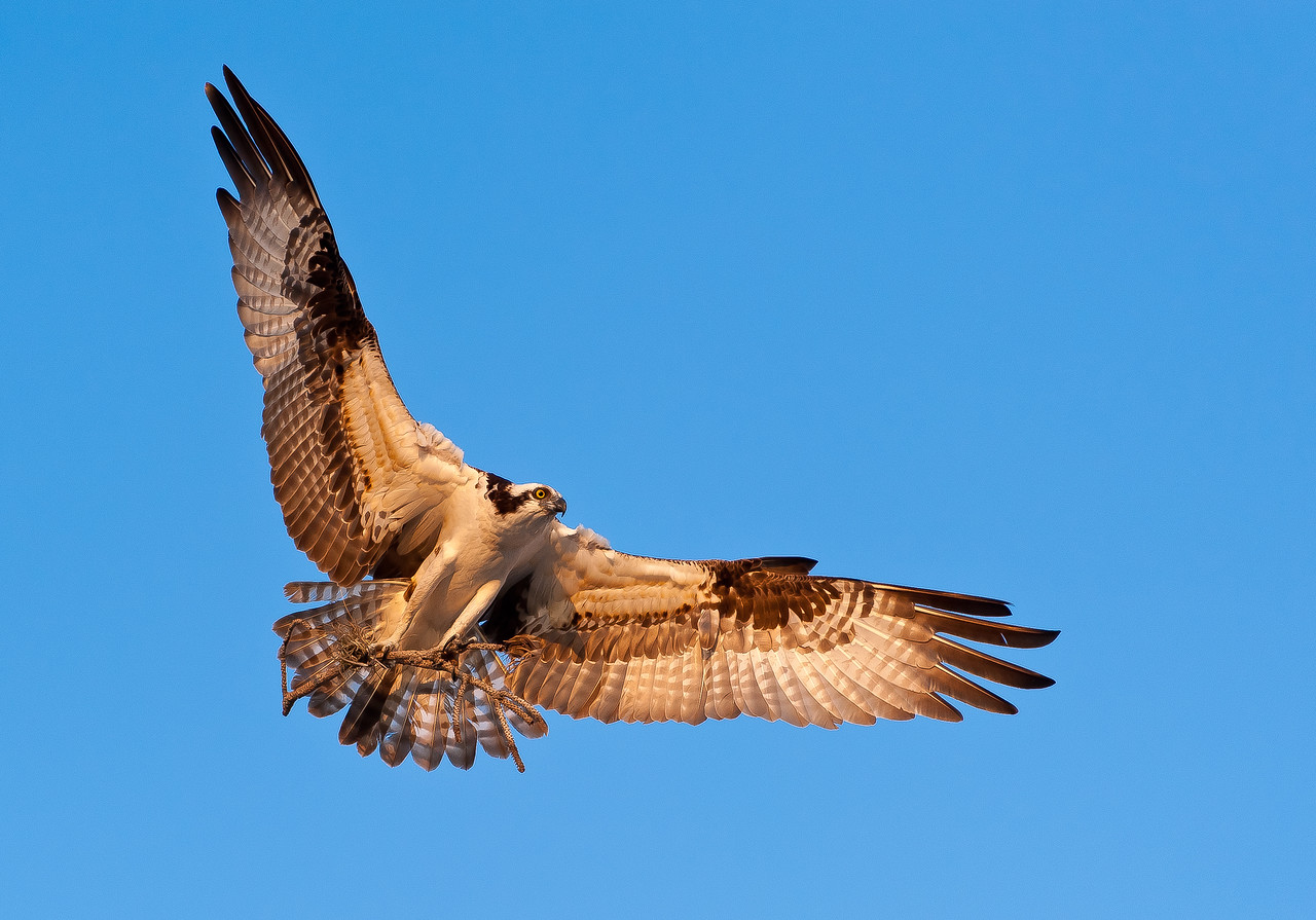 Osprey%20Branch-1-X2.jpg