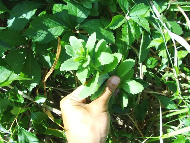 PICT0364.jpg